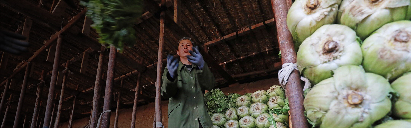 Luannan County, China February 2020 Vegetable farmer delivers Chinese cabbage to the cellar.