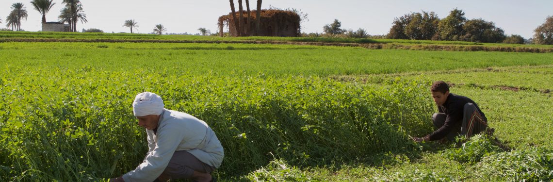NEW PUBLICATION | Egypt: Impacts of the Ukraine and Global Crises on Poverty and Food Security