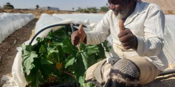 Solar Irrigation in Yemen: Promising Impacts Several Months Post Implementation